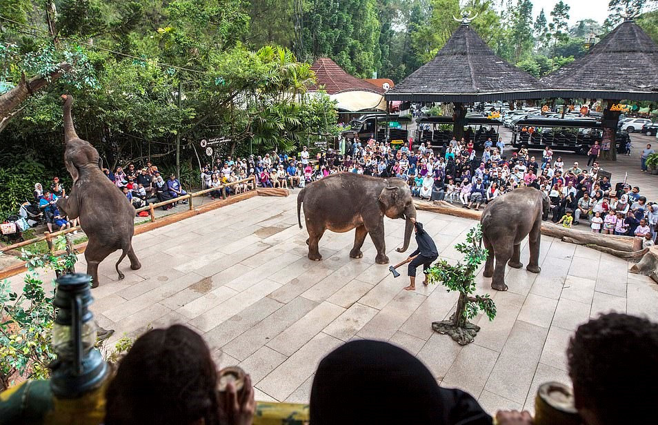 Theo tiến sĩ Draper, giám đốc điều hành tổ chức Born Free, trước khi ghi nhận sự việc, tổ chức này đã nhận được rất nhiều khiếu nại từ khách du lịch đến thăm sở thú ở Indonesia về việc bạo hành voi. Việc làm đó hoàn toàn không thể chấp nhận và phải được điều tra làm rõ, xử lý vi phạm, ngăn chặn triệt để hành vi này.