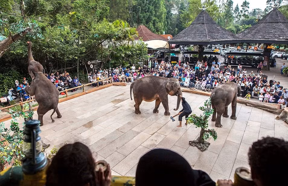 Theo tiến sĩ Draper, giám đốc điều hành tổ chức Born Free, trước khi ghi nhận sự việc, tổ chức này đã nhận được rất nhiều khiếu nại từ khách du lịch đến thăm sở thú ở Indonesia về việc bạo hành voi. Việc làm đó hoàn toàn không thể chấp nhận và phải được điều tra làm rõ, xử lý vi phạm, ngăn chặn triệt để hành vi này.