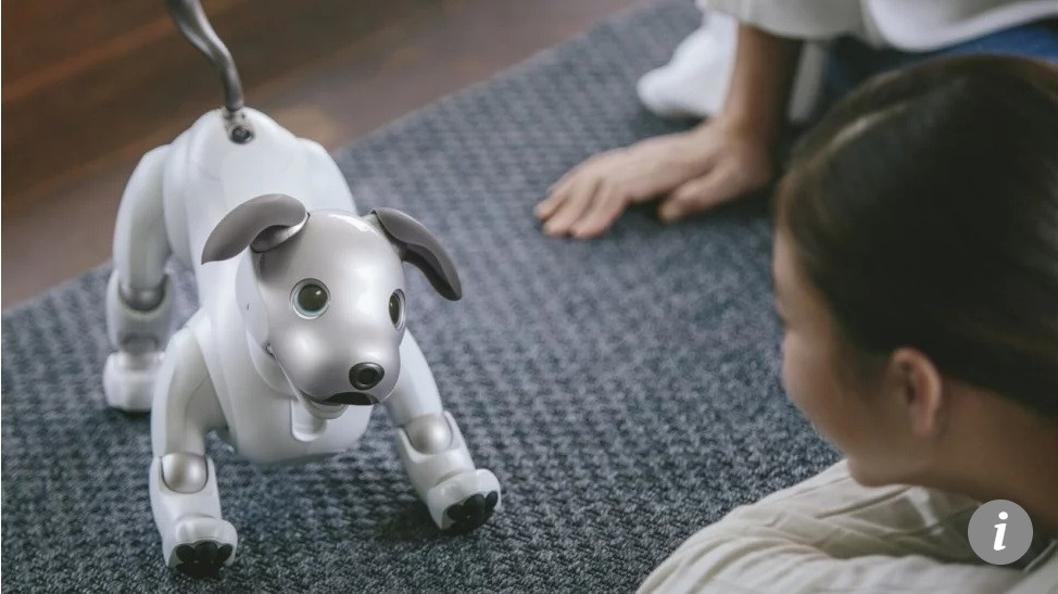 Lieu robot cho meo co the thay the thu cung that su?