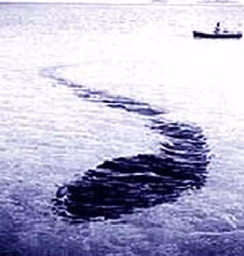 Câu chuyện ám ảnh về loài "rắn biển khổng lồ" Cau chuyen am anh ve loai