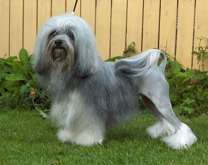 1. Giống chó đắt nhất là chó Lowchen (giá: 10.000 USD/con).