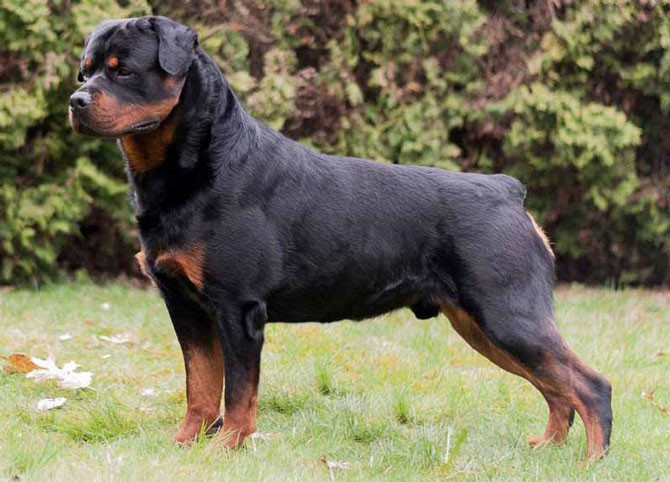 6. Chó Rottweiler (giá: 4.000 USD/con)
