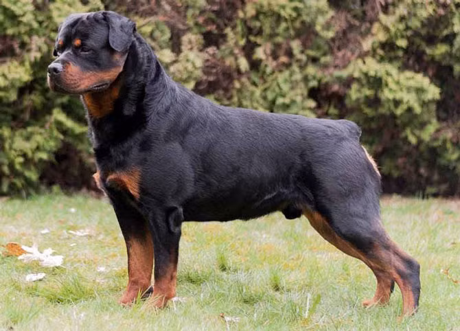 6. Chó Rottweiler (giá: 4.000 USD/con)