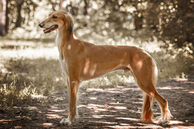 9. Chó Saluki (giá: 2.500 USD/con)
