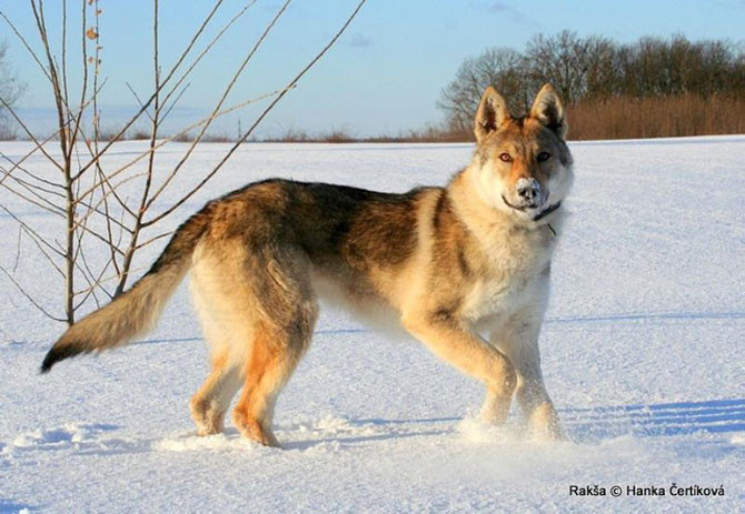 10. Chó Tiệp Khắc (giá: 1.500 USD/con)