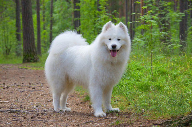 2. Chó Samoyed (giá: 9.000 USD/con)