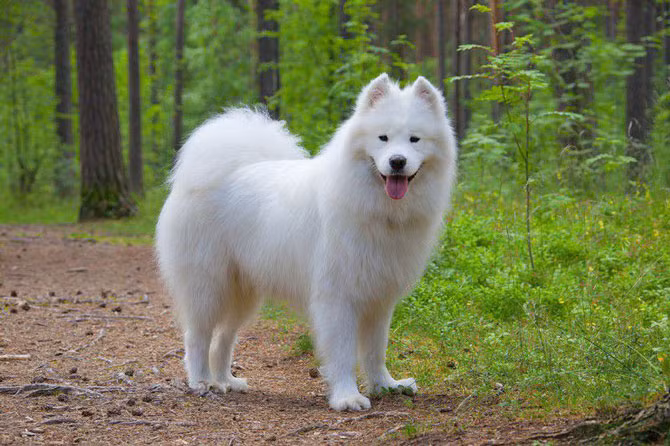 2. Chó Samoyed (giá: 9.000 USD/con)