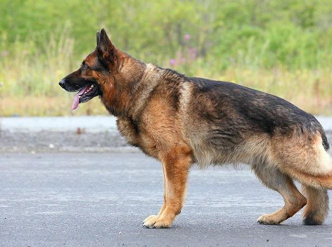 Dieu thu vi ve giong cho Berger Duc thong minh, trung thanh-Hinh-2