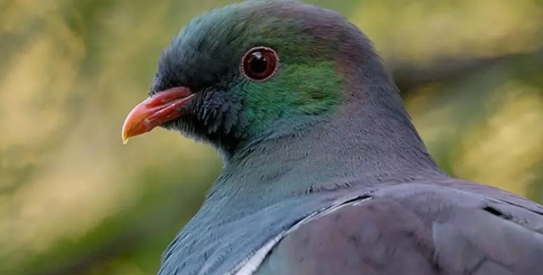 Bo cau “say xin” treo nguoc canh cay thanh loai chim cua nam