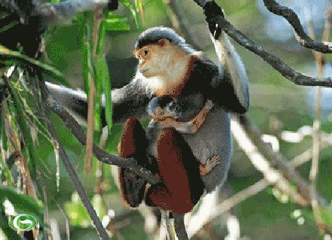 Từ đầu gối đến mắt cá chân của Voọc chà vá chân đỏ giống như “đôi tất dài màu nâu đỏ”, cẳng tay trước của chúng như được phủ một lớp găng tay trắng vậy. Nhưng bàn tay và đôi chân thì lại có màu đen.