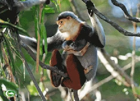 Từ đầu gối đến mắt cá chân của Voọc chà vá chân đỏ giống như “đôi tất dài màu nâu đỏ”, cẳng tay trước của chúng như được phủ một lớp găng tay trắng vậy. Nhưng bàn tay và đôi chân thì lại có màu đen.