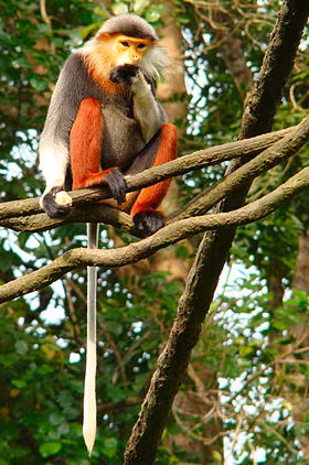 Chúng có tên khoa học là Pygathrix nemaeus, sinh sống chủ yếu ở khu vực Bắc Trường Sơn của Việt Nam (địa bàn gồm từ Nghệ An xuống Kontum), và một số ít ở Lào.