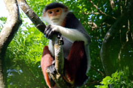 Vooc chà vá chân nâu có vành râu quai nón màu trắng và thường của con đực sẽ rậm rạp hơn. Mí mắt của chúng màu xanh dương nhẹ. Đuôi trắng và có cụm lông trắng ở phía cuối. Con đực ở mọi lứa tuổi đều có mảng trắng ở hai bên mông và bộ phận sinh dục màu đỏ và trắng.