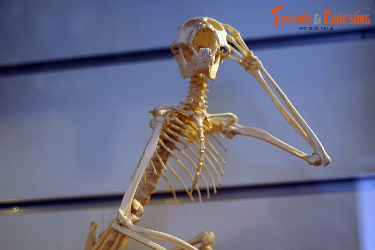 Dưới dạng một bộ xương trắng hếu, khỉ đuôi lợn cho thấy chúng thật sự có nhiều sự tương đồng với họ hàng tiến hóa cao hơn là con người.