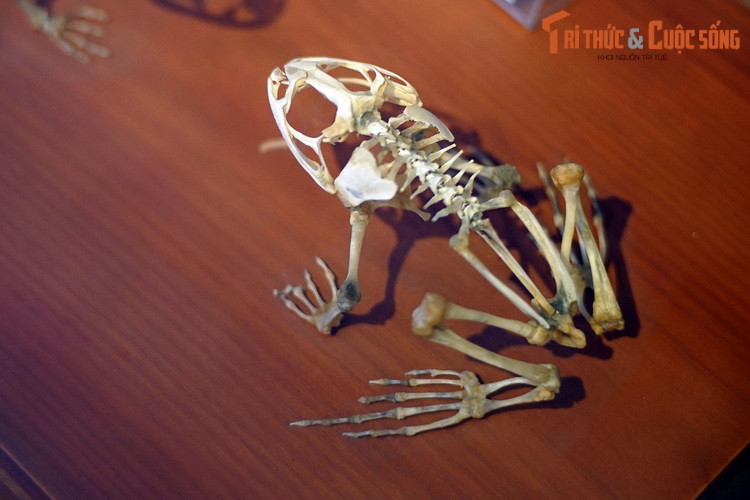 Tương tự là xương ếch đồng. Đùi ếch là món khoái khẩu của nhiều người, nhưng mấy ai biết những chiếc xương của loài ếch khi được ráp nối với nhau trông sẽ như thế nào.