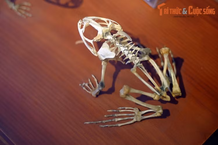 Tương tự là xương ếch đồng. Đùi ếch là món khoái khẩu của nhiều người, nhưng mấy ai biết những chiếc xương của loài ếch khi được ráp nối với nhau trông sẽ như thế nào.