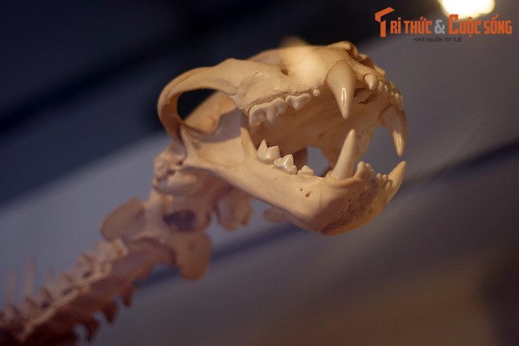 Cận cảnh chiếc đầu lâu của "ông Ba muơi". Khoa học đã chứng mình rằng cao hổ cốt không có nhiều dược tính, chẳng phải là thứ "thần dược" như lời đồn thổi mà những người thiếu hiểu biết vẫn tin.