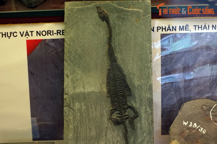 Bản sao hóa thạch của loài bò sát biển Keichousaurus hui, từng thống lĩnh đại dương châu Á khoảng 240 triệu năm trước.