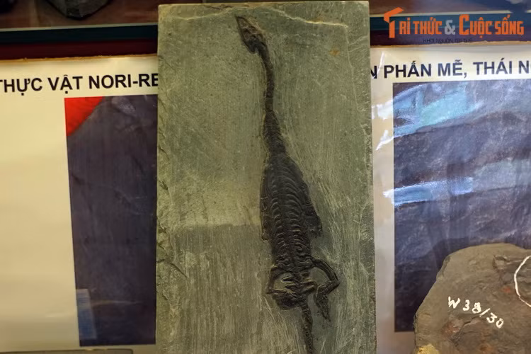 Bản sao hóa thạch của loài bò sát biển Keichousaurus hui, từng thống lĩnh đại dương châu Á khoảng 240 triệu năm trước.