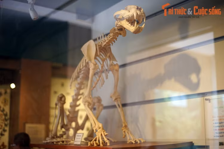 Dù chỉ còn là bộ xương, hổ Đông Dương - chủa tể trong các khu rừng già Việt Nam một thời - vẫn toát lên vẻ oai vệ. Dù vậy, một số người có thể sẽ liên tưởng đến... cao hổ cốt khi ngắm bộ xương này.