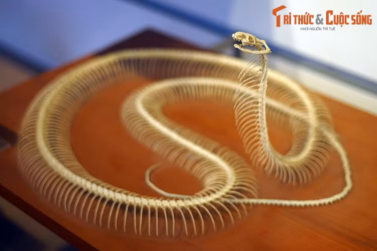 Sự kỳ dị của loài rắn, ở đây là rắn hổ mang chúa, thể hiện rất rõ qua bộ xương, khi số lượng đốt sống của chúng lên tới hàng trăm, tương ứng với những chiếc xương sườn trông như răng lược.