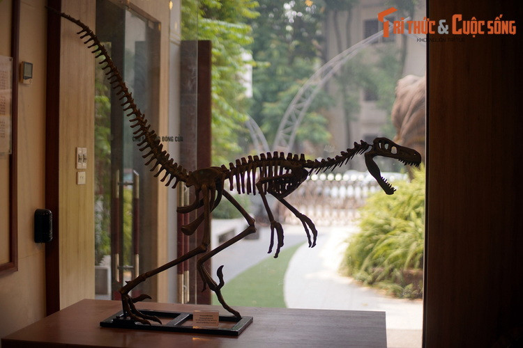 Xương khủng long Velociraptor, một kẻ săn mồi tốc độ cao từng hiện diện ở Mông Cổ và Nội Mông, Trung Quốc hơn 70 triệu năm trước.