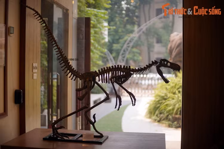 Xương khủng long Velociraptor, một kẻ săn mồi tốc độ cao từng hiện diện ở Mông Cổ và Nội Mông, Trung Quốc hơn 70 triệu năm trước.