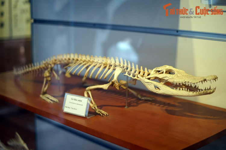 Bộ xương cá sấu xiêm gây ấn tượng với cặp hàm dài đầy răng nhọn lởm chởm. Khi còn sống, chú cá sấu này có thể kết liễu đời của nhiều loại con mồi khác nhau chỉ bằng một cú đớp.