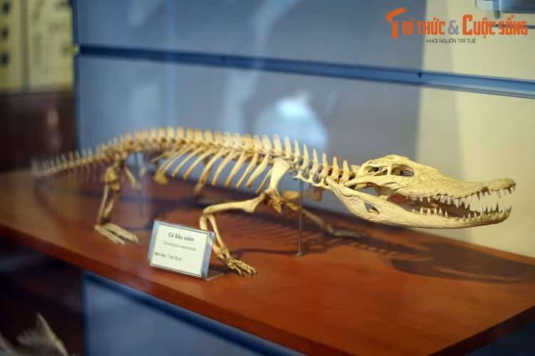 Bộ xương cá sấu xiêm gây ấn tượng với cặp hàm dài đầy răng nhọn lởm chởm. Khi còn sống, chú cá sấu này có thể kết liễu đời của nhiều loại con mồi khác nhau chỉ bằng một cú đớp.