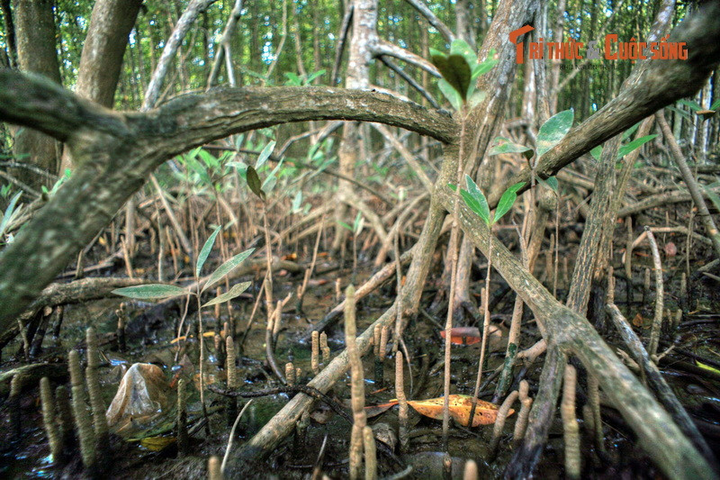 Sau khi chiến tranh kết thúc, từ một vùng đất chết, rừng Sác đã hồi sinh mạnh mẽ. Năm 1979, chiến dịch trồng rừng được phát động ở huyện Cần Giờ. Sau vài thập niên, hàng chục nghìn ha rừng đã phủ xanh những khu vực từng bị tàn phá.