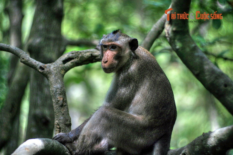 Ngày nay rừng Sác là khu rừng ngập mặn với một quần thể động thực vật đa dạng, trong số đó nổi bật là đàn khỉ đuôi dài (Macaca fascicularis) cùng nhiều loài chim, cò, động vật thủy sinh.