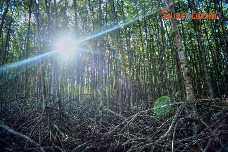 Để hủy diệt chiến khu này, quân đội Mỹ đã thả xuống rừng Sác hơn 4 triệu lít chất hóa học, 2 triệu tấn bom đạn khiến cho cây cối chết trơ trụi, cả khu rừng trở nên hoang tàn. Bởi vậy mà nơi đây được gọi là “vùng đất chết”.