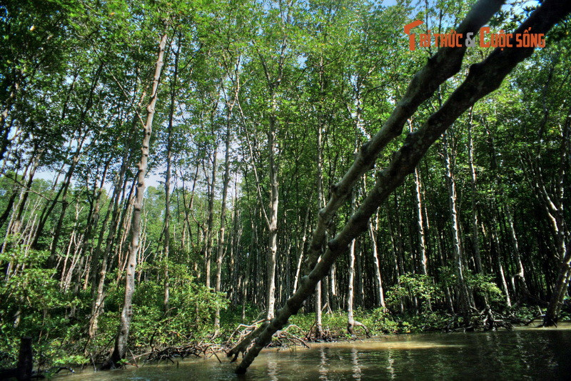 Trong hàng thế kỷ, khu rừng này hầu như không có dân cư sinh sống. Sự hiện diện của con người tại đây chỉ giới hạn ở ghe thuyền vãng lai của các cư dân "ba chìm bảy nổi" theo dòng thủy triều.