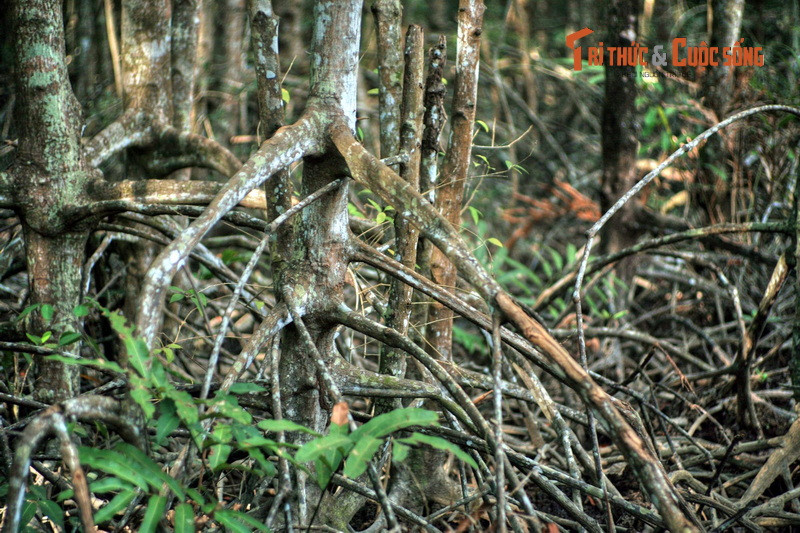 Ngày 21/1/2000, khu rừng này đã được Chương trình Con người và Sinh Quyển - MAB của UNESCO công nhận là Khu dự trữ sinh quyển đầu tiên của Việt Nam, với tên gọi chính thức là Khu dự trữ sinh quyển rừng ngập mặn Cần Giờ.