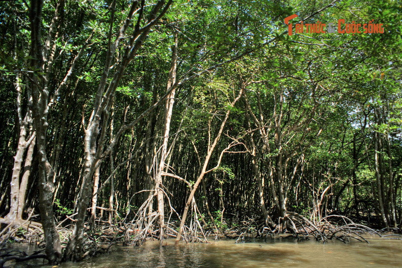 Ngoài bom đạn của kẻ thù, các chiến sĩ bộ đội đặc công còn phải đối mặt với đói khát, bệnh tật, và đặc biệt là "hung thần" của khu rừng là loài cá sấu.