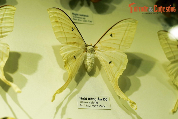 Ngài trăng Ấn Độ (Actias selene) là một trong những loài bướm đêm nổi tiếng nhất thế giới. Có thể dài đến 18 cm, chúng là đối tượng sưu tầm có giá trị cao. Mẫu vật thu ở Vĩnh Phúc.