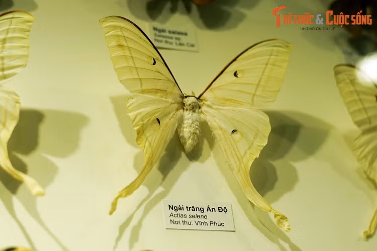 Ngài trăng Ấn Độ (Actias selene) là một trong những loài bướm đêm nổi tiếng nhất thế giới. Có thể dài đến 18 cm, chúng là đối tượng sưu tầm có giá trị cao. Mẫu vật thu ở Vĩnh Phúc.