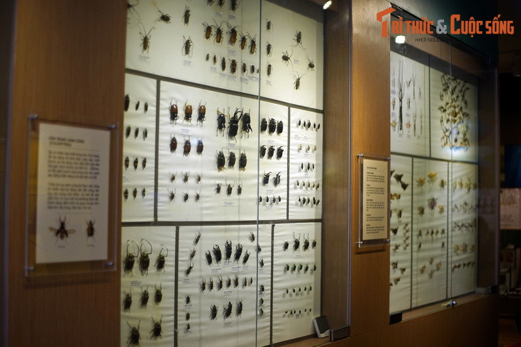 Mở cửa từ năm 2014, Bảo tàng Thiên nhiên Việt Nam (Viện Hàn lâm KH &amp; CN Việt Nam, số 18 Hoàng Quốc Việt, Cầu Giấy) là nơi sở hữu bộ sưu tập côn trùng lớn bậc nhất Việt Nam. Hàng trăm tiêu bản côn trùng ở nơi đây được phân loại theo nhóm và trưng bày phục vụ khách tham quan.