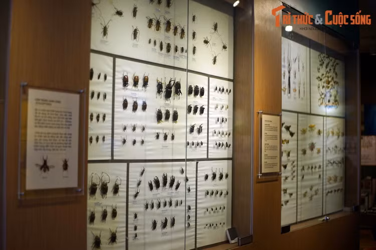 Mở cửa từ năm 2014, Bảo tàng Thiên nhiên Việt Nam (Viện Hàn lâm KH &amp; CN Việt Nam, số 18 Hoàng Quốc Việt, Cầu Giấy) là nơi sở hữu bộ sưu tập côn trùng lớn bậc nhất Việt Nam. Hàng trăm tiêu bản côn trùng ở nơi đây được phân loại theo nhóm và trưng bày phục vụ khách tham quan.