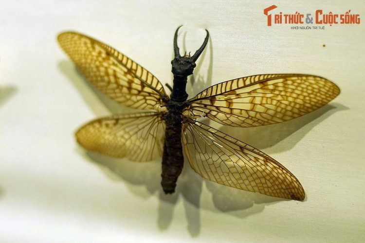 Bộ Cánh rộng (Megaloptera) có khoảng 300 loài đã được biết đến. Con đực của nhiều loài trong bộ này có hàm dài dùng để giao chiến và chiếm giữ con cái.