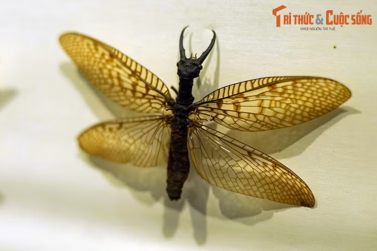 Bộ Cánh rộng (Megaloptera) có khoảng 300 loài đã được biết đến. Con đực của nhiều loài trong bộ này có hàm dài dùng để giao chiến và chiếm giữ con cái.