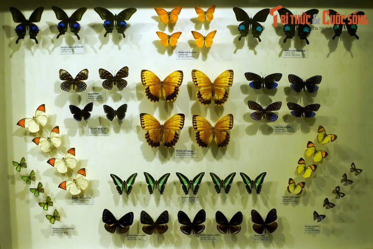 Bộ Cánh vẩy (Lepidoptera) gồm hơn 170.000 loài bướm và bướm đêm đã biết trên thế giới. Chúng là nhóm côn trùng có màu sắc đa dạng nhất quả đất. Màu sắc trên cánh bướm được hình thành từ những vảy phấn xếp lợp lên nhau như những viên ngói.