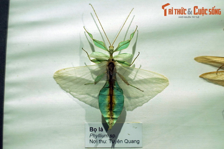 Bọ lá (chi Phyllium, họ Phylliidae) là một dạng đặc biệt của bọ que. Chúng có hình dáng ngụy trang giống hệt một chiếc lá. Mẫu vật thu thập ở Tuyên Quang.