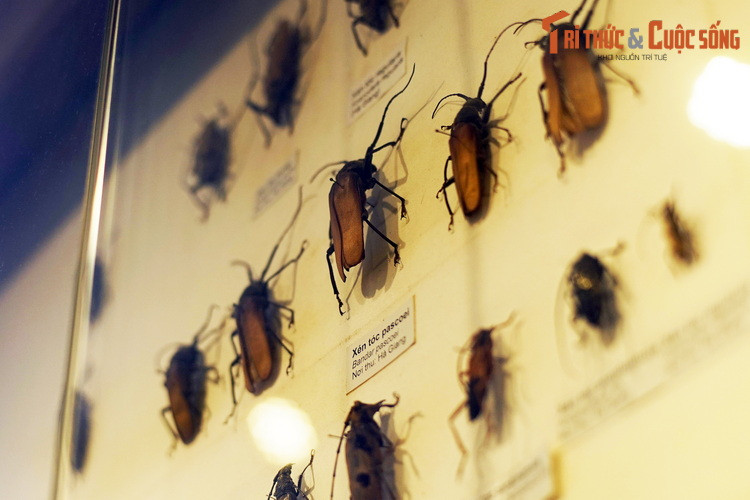 Các loài xén tóc có đặc trưng là cặp râu dài hơn thân. Cặp răng sắc lẻm của chúng có thể cắt lìa những sợi tóc trong chớp mắt - một trò mà trẻ em xưa hay nghịch khi bắt được xén tóc. Hiện vật thu ở Hà Giang.