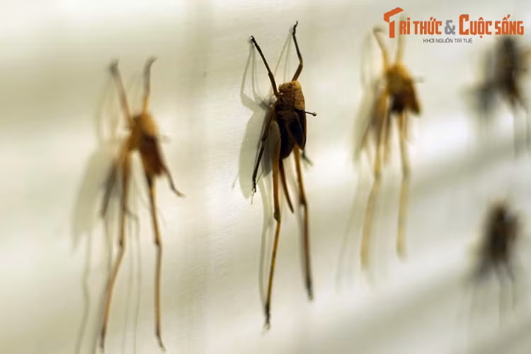 Phần lớn các loài thuộc bộ Cánh thẳng có cặp chân sau đặc biệt phát triển, thường được gọi là "càng", có khả năng bật nhảy đáng nể.