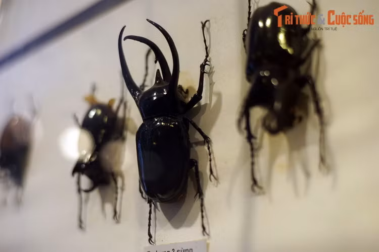 Bọ hung ba sừng (Chalcosoma caucasus) có thân hình đen bóng cùng ba chiếc sưng cong vút trên đầu, gợi liên tưởng đến loài khủng long ba sừng nổi tiếng. Mẫu vật thu thập ở Đắk Nông.