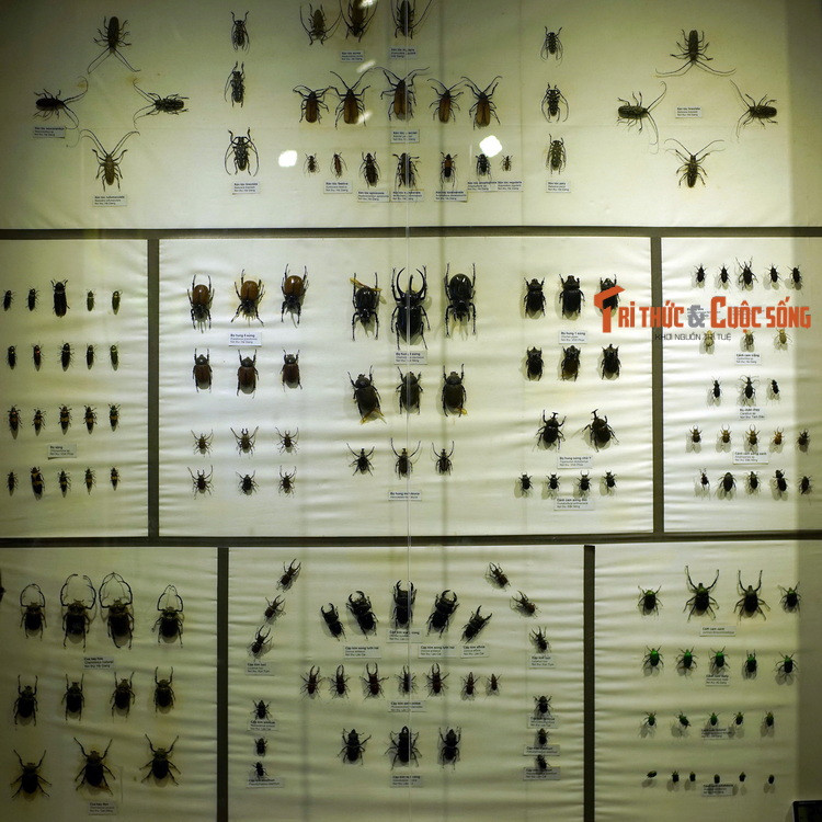 Điểm nhấn của bộ sưu tập này là các loài côn trùng cánh cứng. Bộ Cánh cứng (Coleoptera) sở hữu số loài nhiều nhất trong lớp Côn trùng. Chúng cực kỳ đa dạng về hình thái, màu sắc, kích thước và nơi sống, với 350.000 loài trên thế giới.
