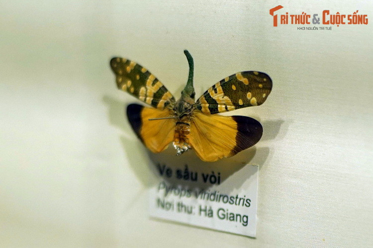 Loài ve sầu vòi (Pyrops viridirostris) thuộc một chi ve sầu có phần vòi hút nhựa cây rất to và dài, khiến chúng giống như một con voi tí hon biết bay. Hiện vật thu ở Hà Giang.