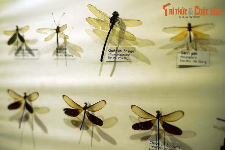 Bộ Chuồn chuồn (Odonata) gồm các loài chuồn chuồn và kim kim. Là kẻ săn mồi, chúng có cặp mắt kép đặc biệt với hàng chục nghìn thấu kính bao phủ khắp đầu, đem lại tầm nhìn rộng để phát hiện con mồi và kẻ thù.