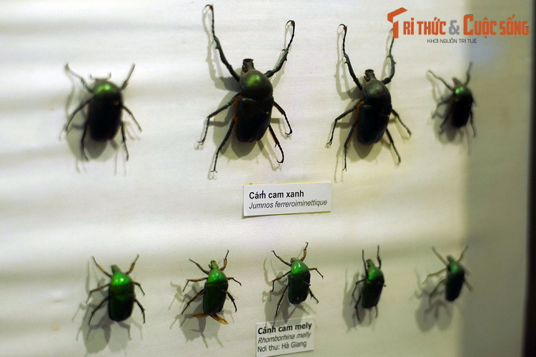 Các loài cánh cam không có vẻ ngoài "hầm hố" nhưng vẫn thu hút ánh nhìn với màu xanh rực rỡ.